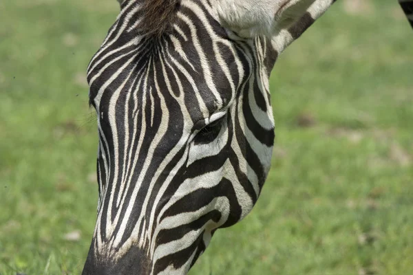 Nahaufnahme Eines Zebras Auf Einer Wiese — Stockfoto