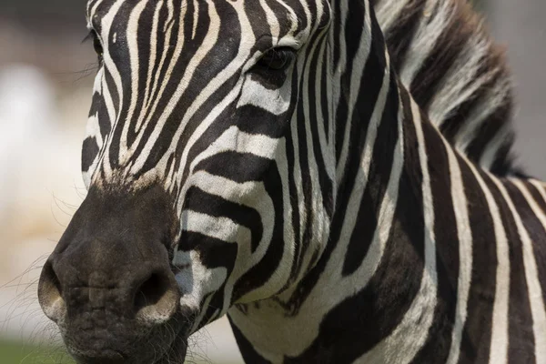 Nahaufnahme Eines Zebras Auf Einer Wiese — Stockfoto