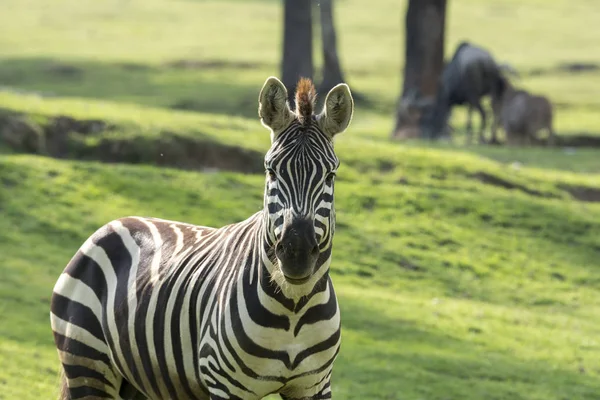 Close Zebra Meadow — Stock Photo, Image