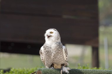 Kar baykuşu İtalya kuşları gösterisi sırasında