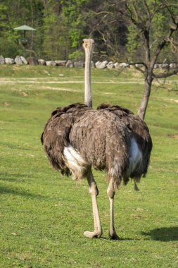 bir devekuşu bir çayır üzerinde yakın çekim