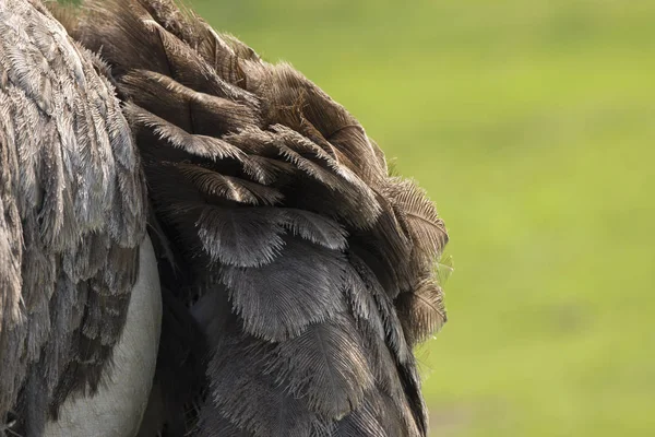 Närbild Struts Äng — Stockfoto