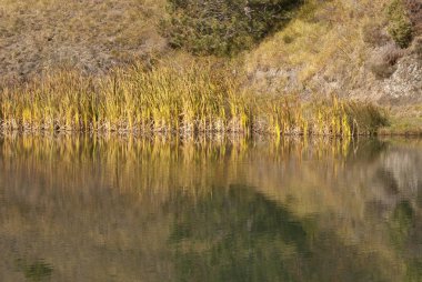 Liguria 'daki Bocco Gölü yakınlarındaki Bocco geçidinde sonbaharda renkli yapraklar.