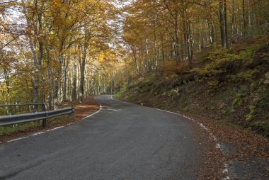 Liguria 'daki Bocco Gölü yakınlarındaki Bocco geçidinde sonbaharda renkli yapraklar.