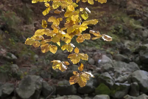 Colored Leaves Autumn Bocco Pass Bocco Lake Liguria — Stock Photo, Image