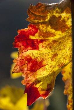 İtalya 'da sonbaharda renkli üzüm bağları yaprakları