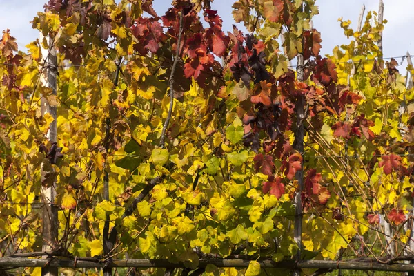 Barevné Vinice Listí Podzim Itálii — Stock fotografie