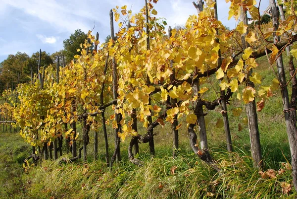 Färgade Vingårdar Löv Hösten Italien — Stockfoto