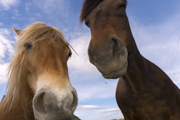 ノルウェーのエッグム山に馬 — ストック写真