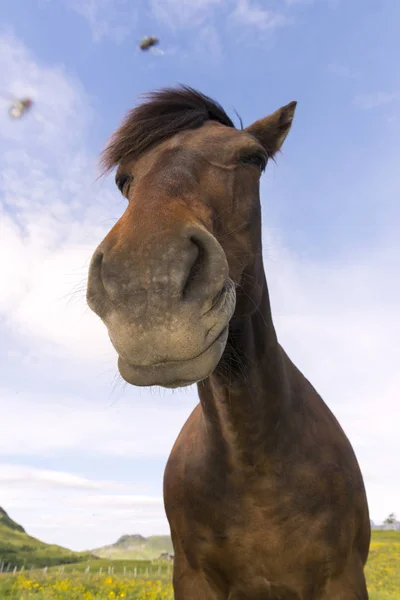 Koně Hoře Eggum Norsku — Stock fotografie