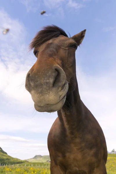 ノルウェーのエッグム山に馬 — ストック写真