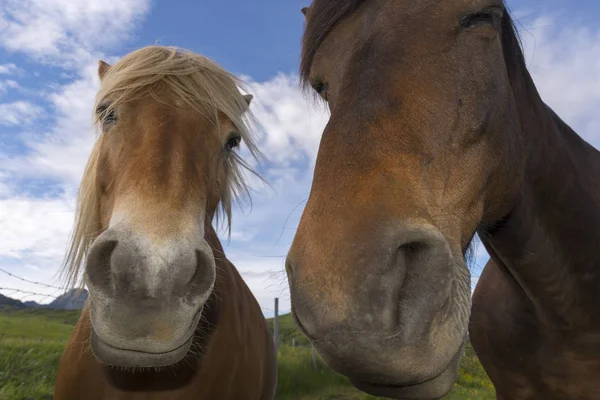 Konie Górach Eggum Norwegii — Zdjęcie stockowe