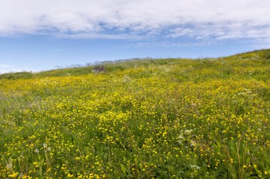 Norveç 'in Lofoten kentindeki Eggum kentindeki koruma altındaki park alanı Borga Eggum' da manzara