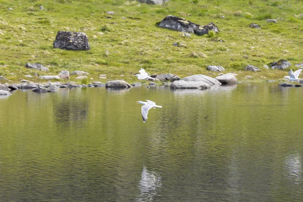 Krajobraz Obszarze Chronionego Parku Borga Eggum Eggum Lofoten Norwegii — Zdjęcie stockowe