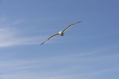 Eggum Norveç'te denizde anında martı