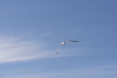 Eggum Norveç'te denizde anında martı