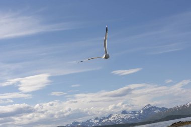 Eggum Norveç'te denizde anında martı