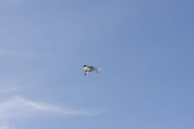 Eggum Norveç'te denizde anında martı