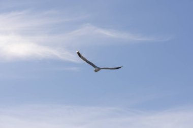 Eggum Norveç'te denizde anında martı