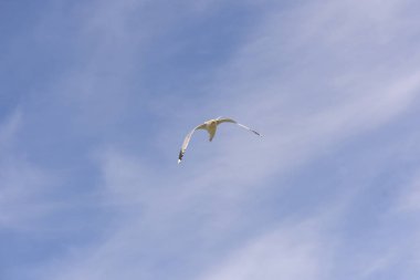 Eggum Norveç'te denizde anında martı