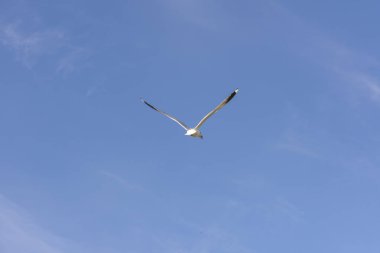 Eggum Norveç'te denizde anında martı