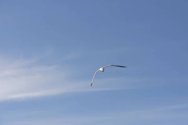 Möwe Fliegt Auf Dem Meer Eierlikör Norwegen — Stockfoto