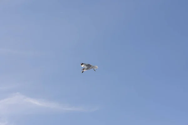 Eggum 的海鸥在海上飞翔 — 图库照片