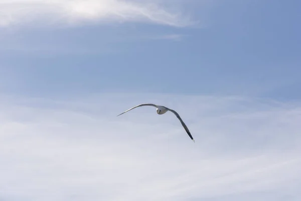 Måsen Fluga Havet Eggum Norge — Stockfoto