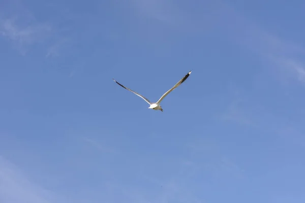 Möwe Fliegt Auf Dem Meer Eierlikör Norwegen — Stockfoto