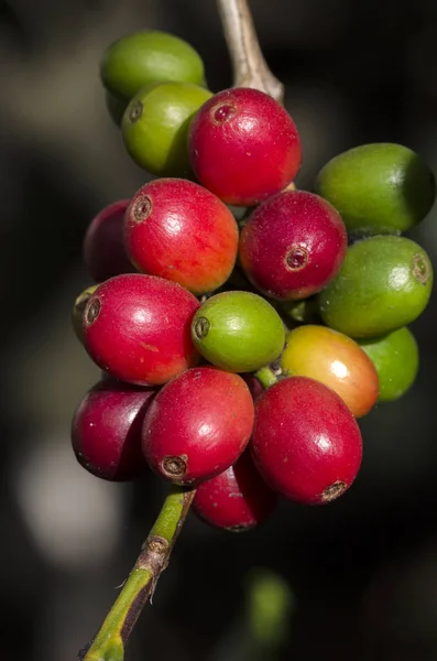 colored coffee berries on the coffee tree in brazil