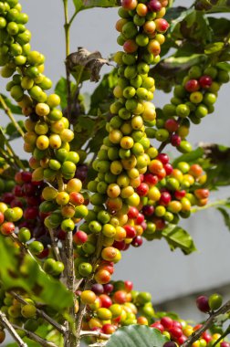 Brezilya 'daki kahve ağacında renkli kahve meyveleri.