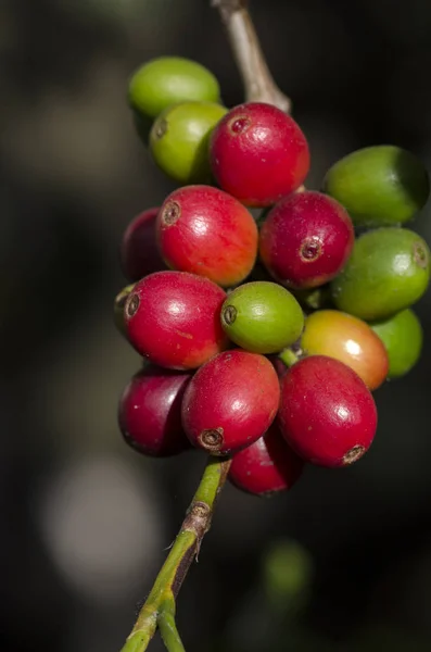 Bayas Café Color Árbol Café Brasil —  Fotos de Stock