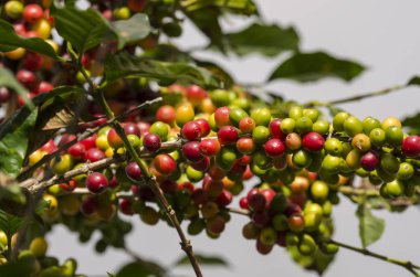 Brezilya 'daki kahve ağacında renkli kahve meyveleri.