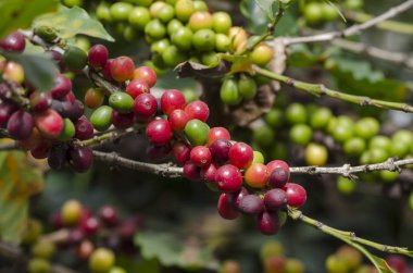 Brezilya 'daki kahve ağacında renkli kahve meyveleri.
