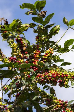 Brezilya 'daki kahve ağacında renkli kahve meyveleri.