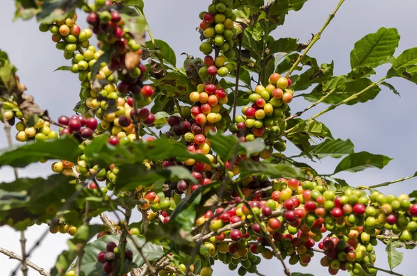 colored coffee berries on the coffee tree in brazil