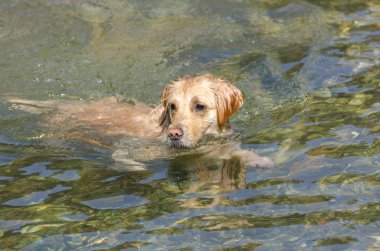 Bal rengi Golden Retriever yüzer, koşar ve küçük bir gölde oynar