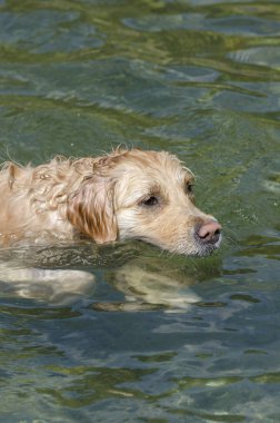 Bal rengi Golden Retriever yüzer, koşar ve küçük bir gölde oynar