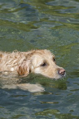 Bal rengi Golden Retriever yüzer, koşar ve küçük bir gölde oynar
