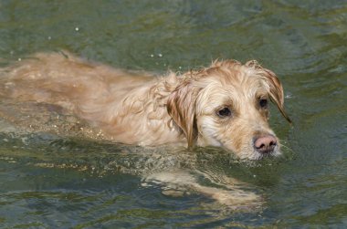 Bal rengi Golden Retriever yüzer, koşar ve küçük bir gölde oynar