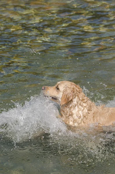 Honing Kleur Gouden Retriever Die Zwemt Loopt Speelt Een Klein — Stockfoto