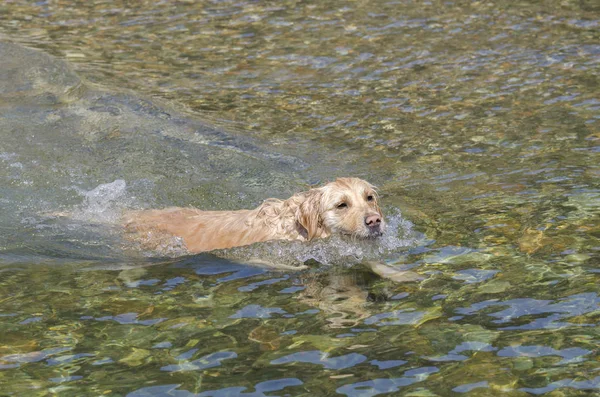 Μέλι Χρώμα Χρυσό Retriever Που Κολυμπά Τρέχει Και Παίζει Μια — Φωτογραφία Αρχείου