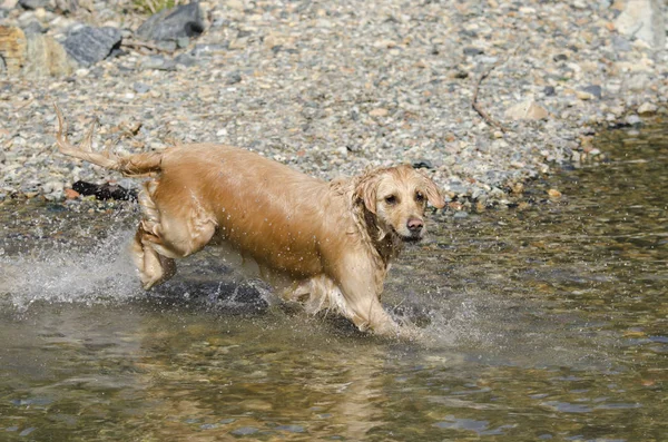 Μέλι Χρώμα Χρυσό Retriever Που Κολυμπά Τρέχει Και Παίζει Μια — Φωτογραφία Αρχείου