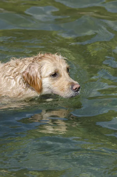 Color Miel Golden Retriever Que Nada Corre Juega Pequeño Lago —  Fotos de Stock