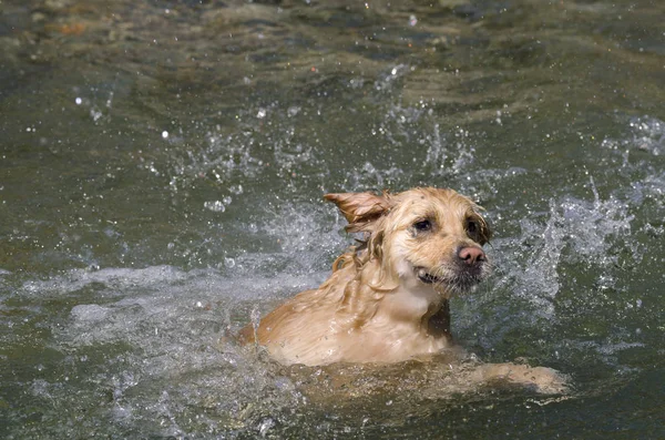 Μέλι Χρώμα Χρυσό Retriever Που Κολυμπά Τρέχει Και Παίζει Μια — Φωτογραφία Αρχείου