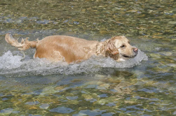 Μέλι Χρώμα Χρυσό Retriever Που Κολυμπά Τρέχει Και Παίζει Μια — Φωτογραφία Αρχείου