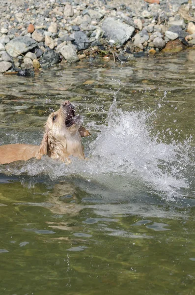 Bal Rengi Golden Retriever Yüzer Koşar Küçük Bir Gölde Oynar — Stok fotoğraf