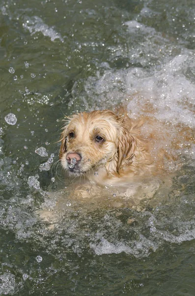 Color Miel Golden Retriever Que Nada Corre Juega Pequeño Lago —  Fotos de Stock