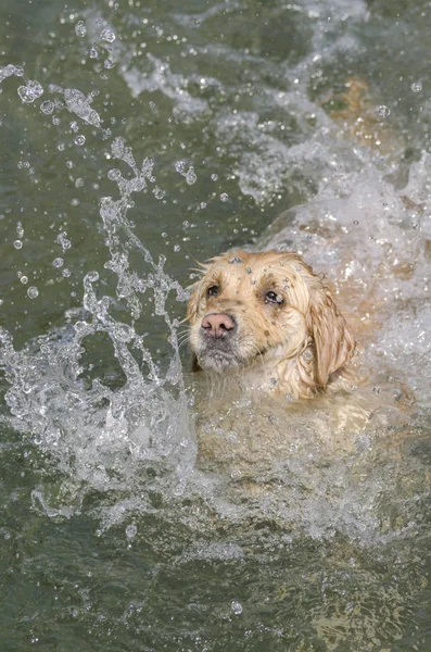 Color Miel Golden Retriever Que Nada Corre Juega Pequeño Lago —  Fotos de Stock