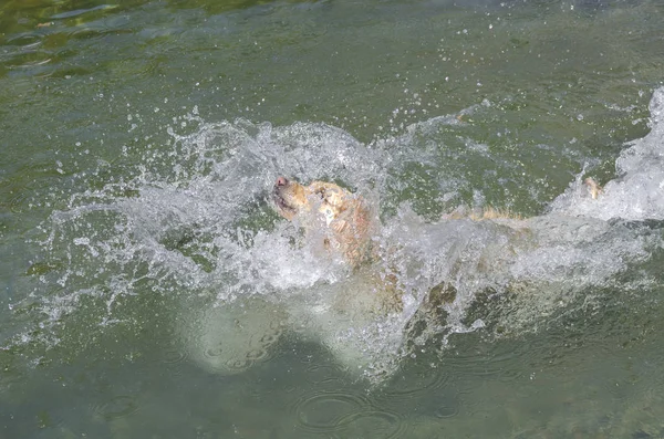 Honey Color Golden Retriever Swims Runs Plays Little Lake — Stock Photo, Image